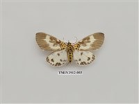 藏品(夜蛾6)的圖片